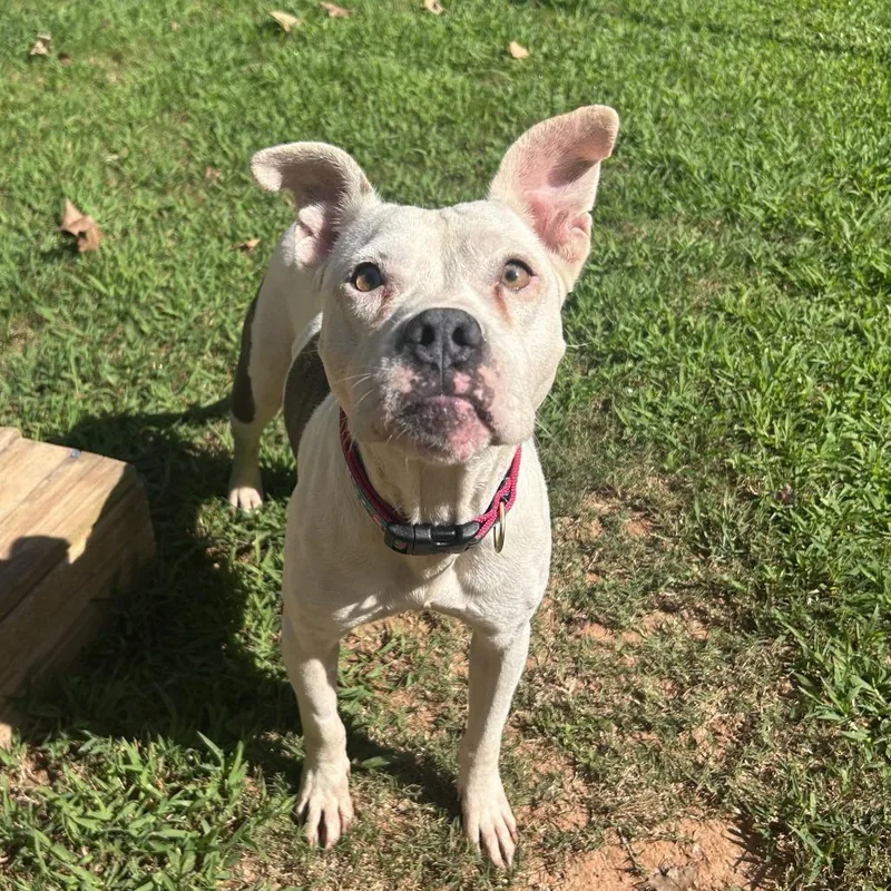 An adult medium-sized female White / Cream Mixed Breed dog named Annie for adoption in Auburn, AL