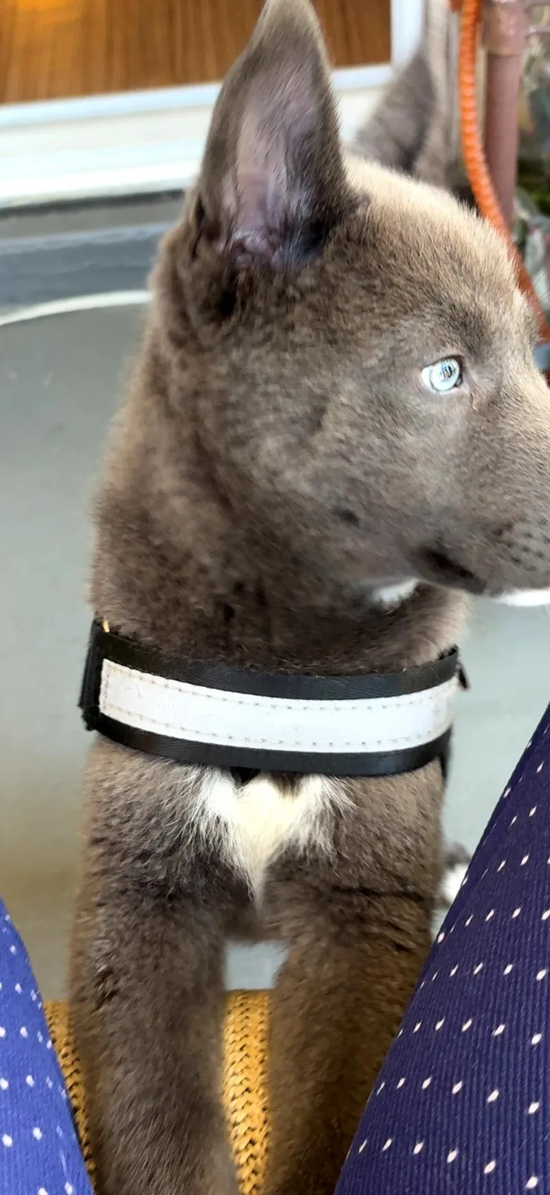 Smokey Grayson thumbnail 2