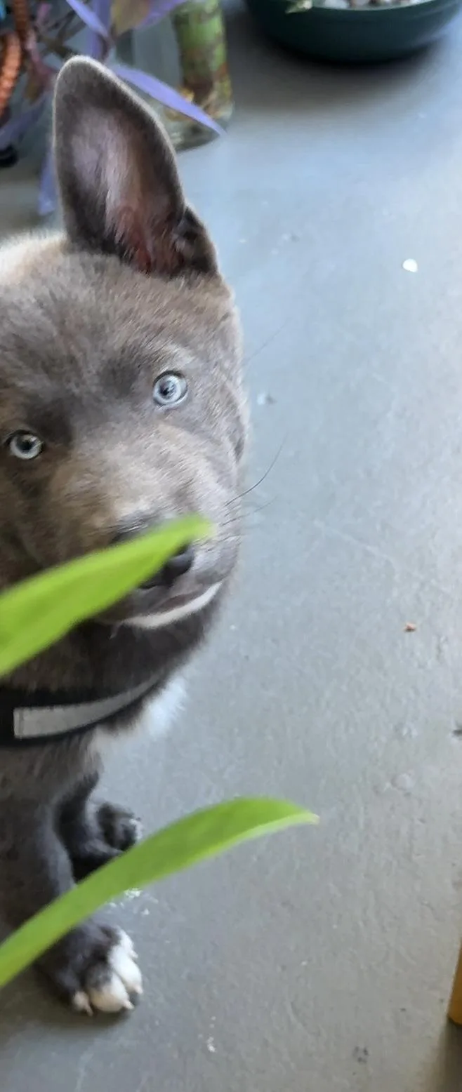 Smokey Grayson thumbnail 3