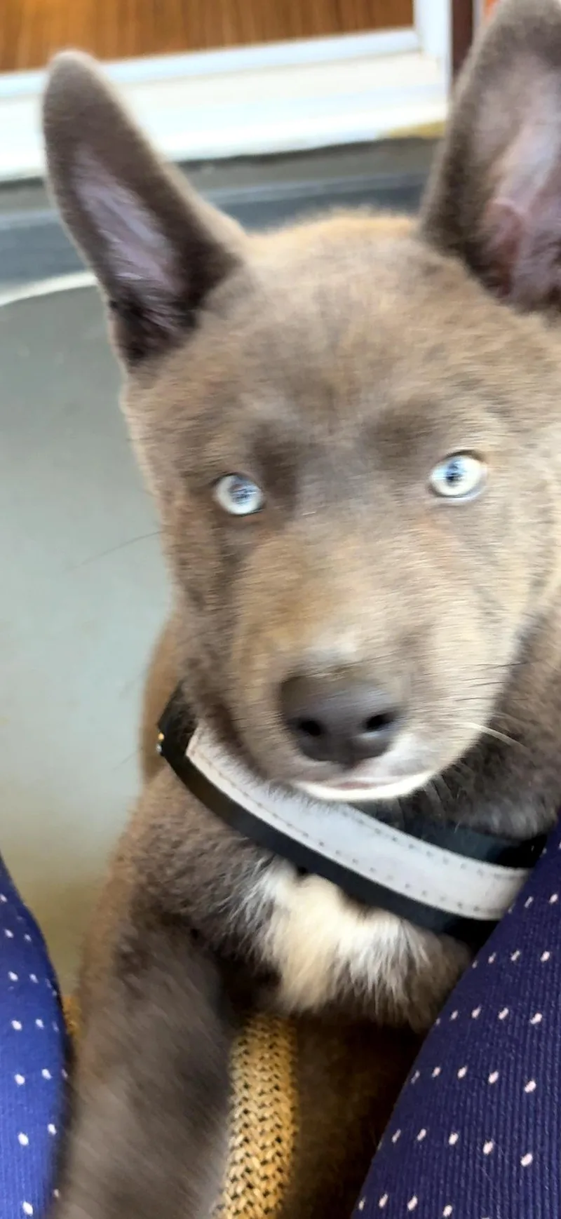 Smokey Grayson thumbnail 4