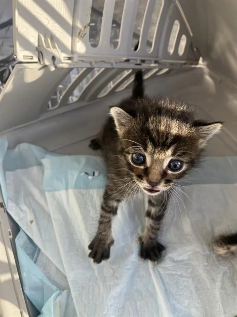A baby small-sized male Domestic Short Hair cat named Wally for adoption in Dallas, TX