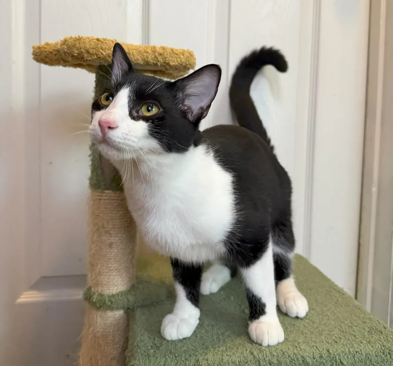 A baby medium-sized female Black Domestic Short Hair cat named Tokyo for adoption in Mission Viejo, CA