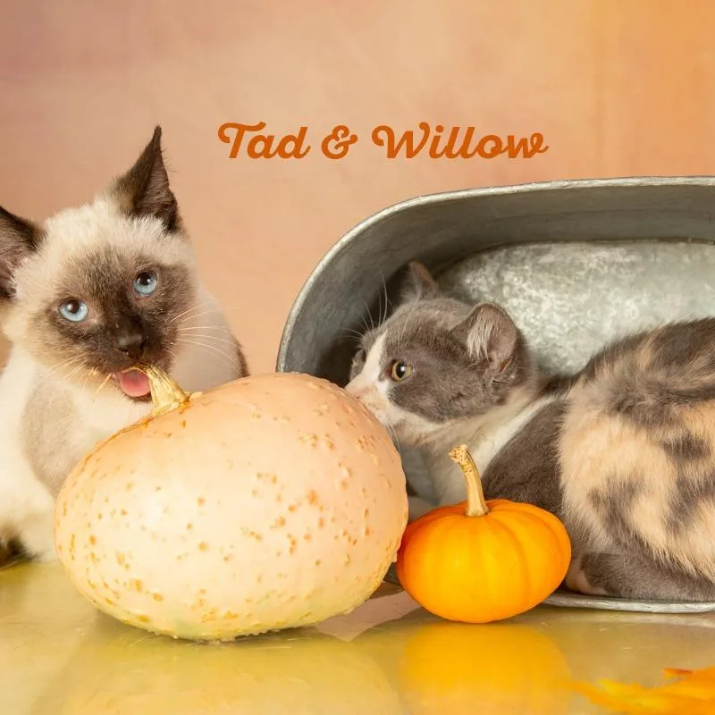 A young small-sized male Domestic Short Hair cat named Tad for adoption in Springfield, MO