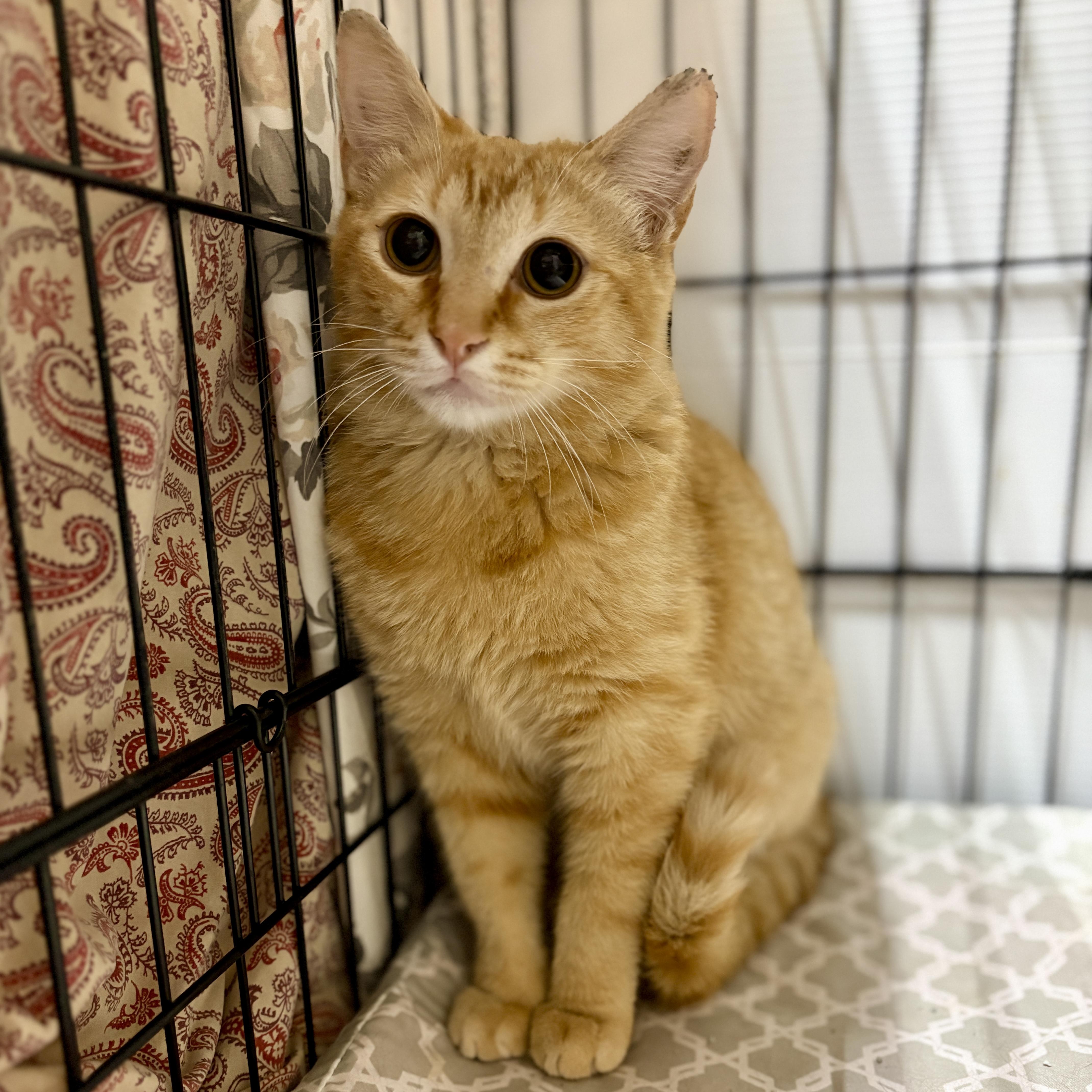 A young small-sized male Tabby (Orange / Red) Domestic Short Hair cat named Wyatt for adoption in Centerville, GA