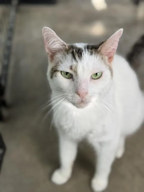 An adult large-sized male White Domestic Short Hair cat named Oliver for adoption in Bryan, OH