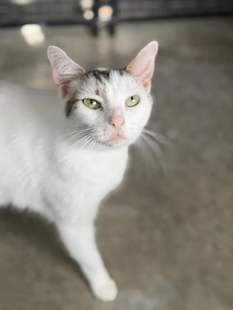 Oliver thumbnail 2