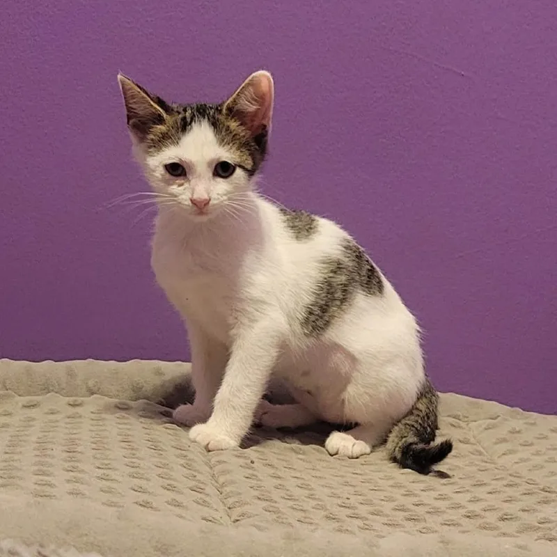 A baby small-sized male White Domestic Short Hair cat named Cri Kee for adoption in Plainfield, IL
