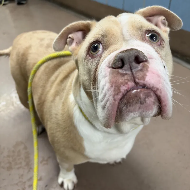 An adult medium-sized female Yellow / Tan / Blond / Fawn Pit Bull Terrier dog named Bouncing Boulder for adoption in Northbrook, IL
