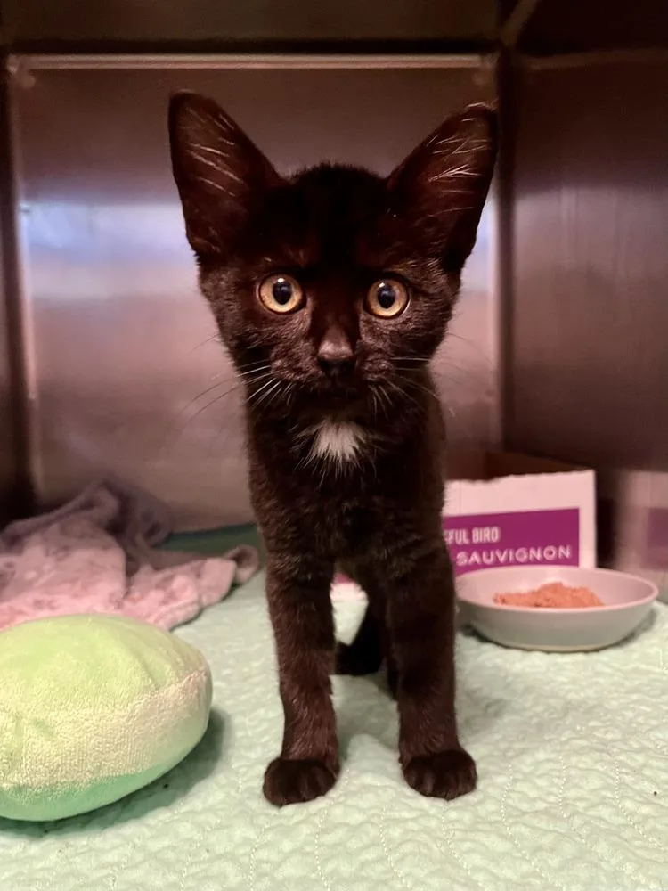 A baby medium-sized female Black Domestic Short Hair cat named Velvet for adoption in Emerald Isle, NC