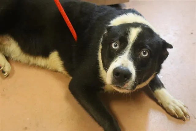A young large-sized female Mixed Breed dog named Bea for adoption in Columbia, SC