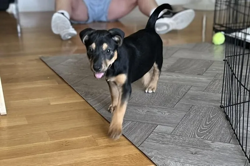A baby medium-sized female Shepherd dog named Felicia for adoption in Broomfield, CO