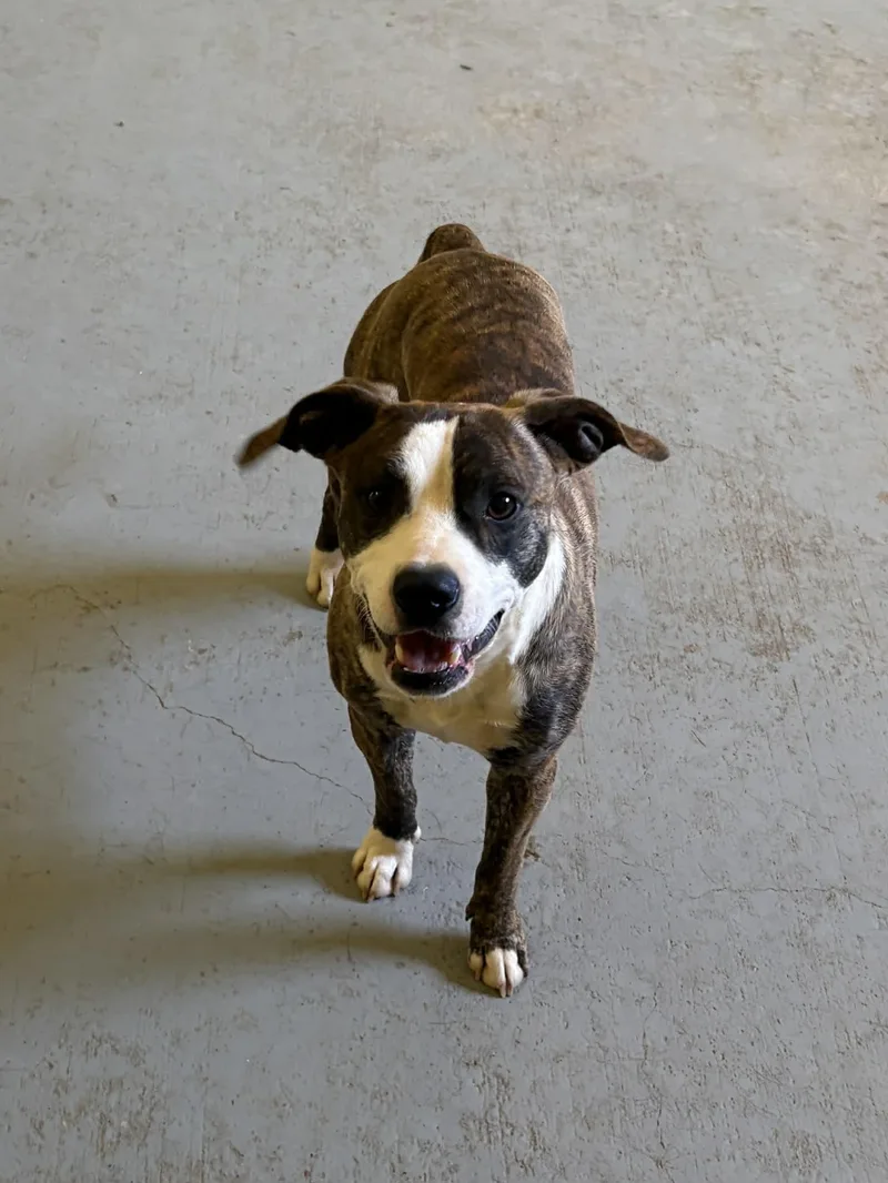 A young small-sized male Brindle Mixed Breed dog named Kevin for adoption in Talbott, TN