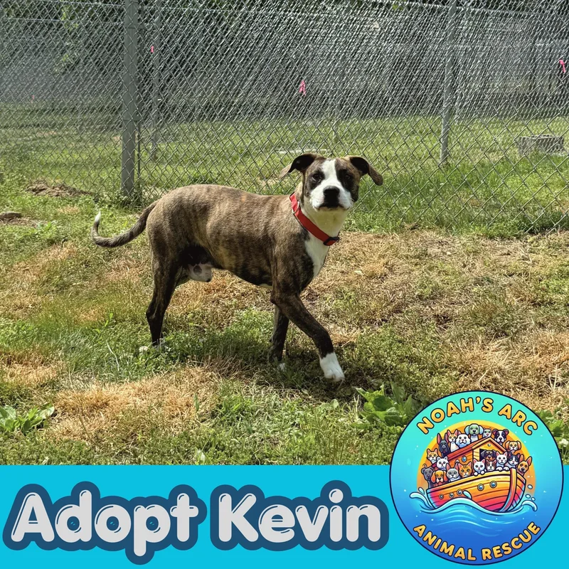 Kevin thumbnail 3
