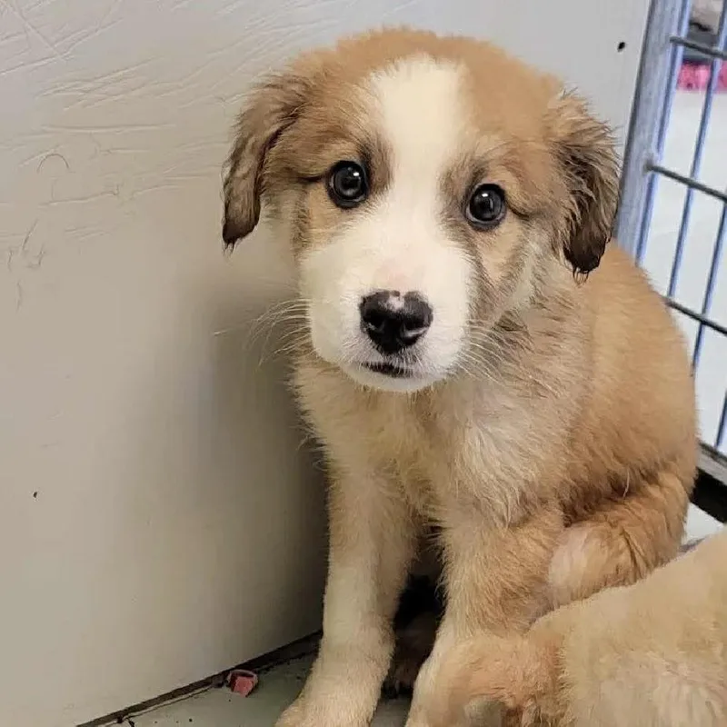 A baby small-sized male Apricot / Beige Mixed Breed dog named Walle for adoption in Buffalo, MN