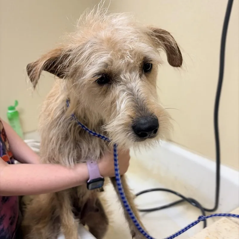 An adult medium-sized female White / Cream Wire Fox Terrier dog named Daisie for adoption in Palestine, TX
