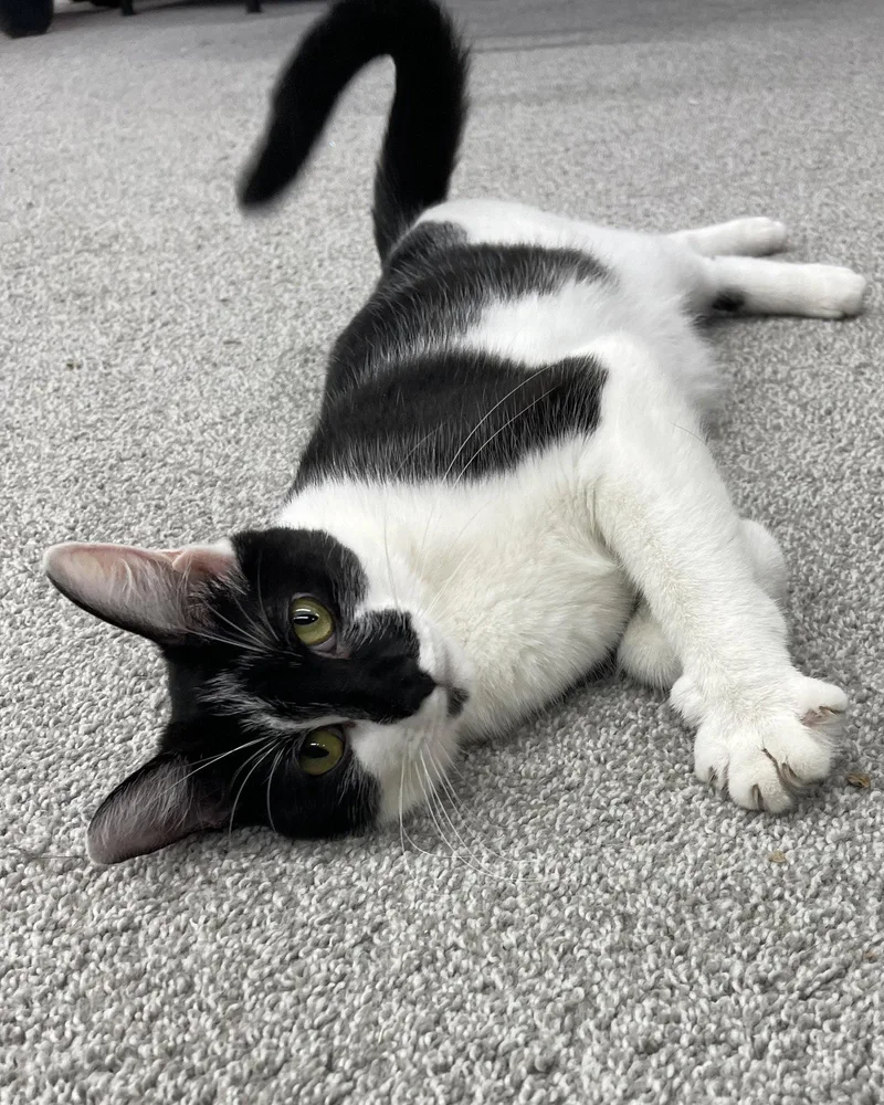 An adult medium-sized female Black & White / Tuxedo Domestic Short Hair cat named Mama Big Bird for adoption in Rochester, NY