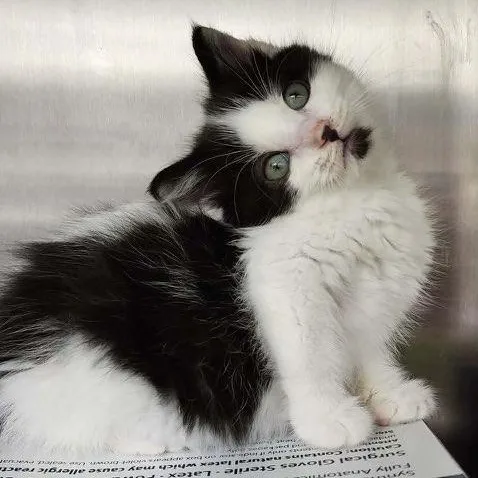 A baby small-sized male Black & White / Tuxedo Domestic Short Hair cat named Kiwi for adoption in Pardeeville, WI