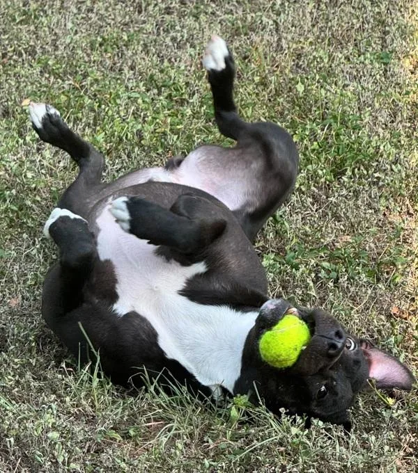 An adult large-sized male Mixed Breed dog named Charlie for adoption in Austin, TX