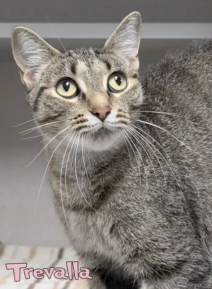 An adult medium-sized female Domestic Short Hair cat named Trevalla for adoption in Mason, MI