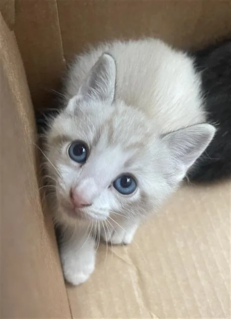 A baby medium-sized male Domestic Short Hair cat named Puddles for adoption in Dallas, TX