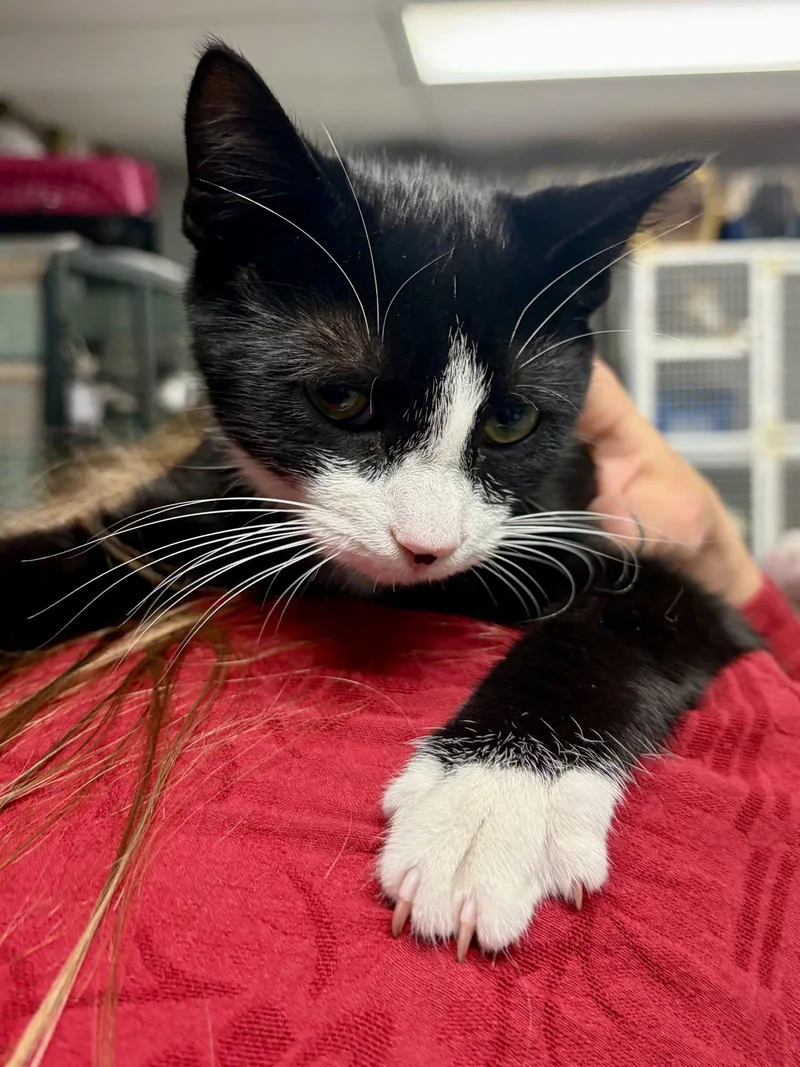 A baby large-sized male Black & White / Tuxedo Tuxedo cat named Billy for adoption in Ringwood, NJ