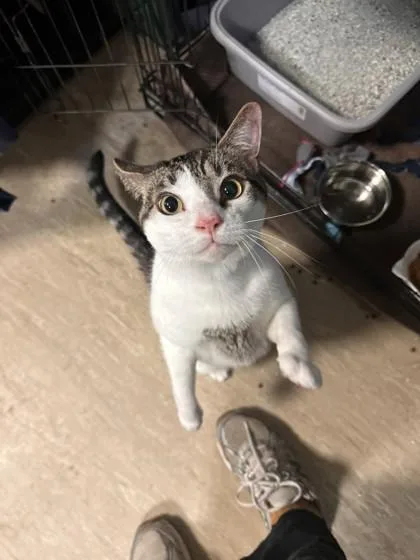 An adult small-sized male Domestic Short Hair cat named Binx for adoption in West Chester, PA