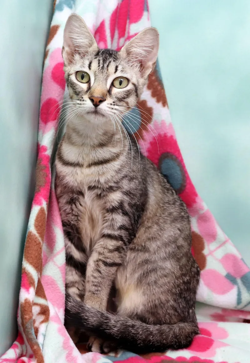 A young medium-sized female Tabby (Brown / Chocolate) Domestic Short Hair cat named Annie Oakley for adoption in Tierra Verde, FL