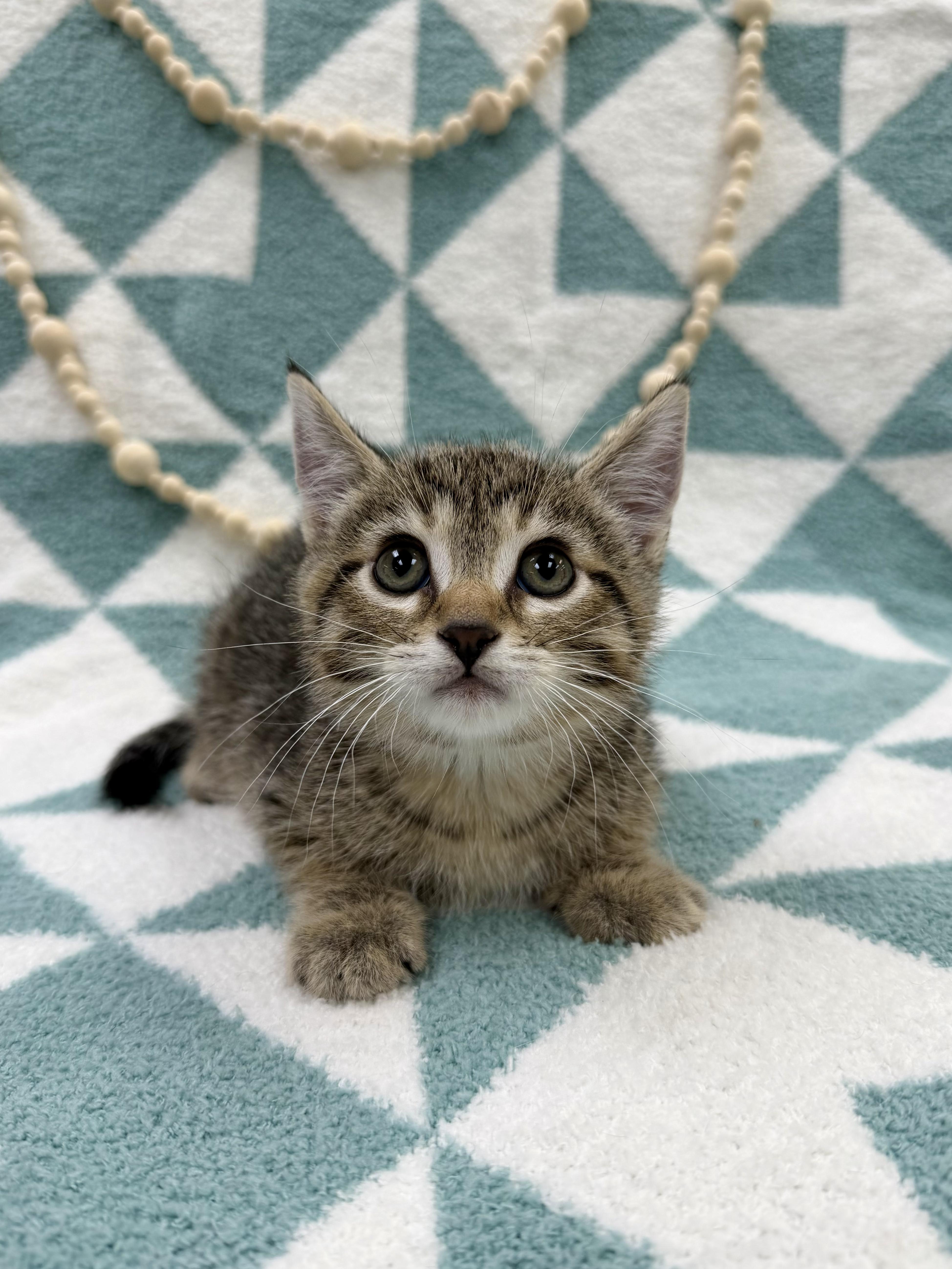 A baby medium-sized male Tabby (Buff / Tan / Fawn) Domestic Short Hair cat named Bert for adoption in Columbus, OH