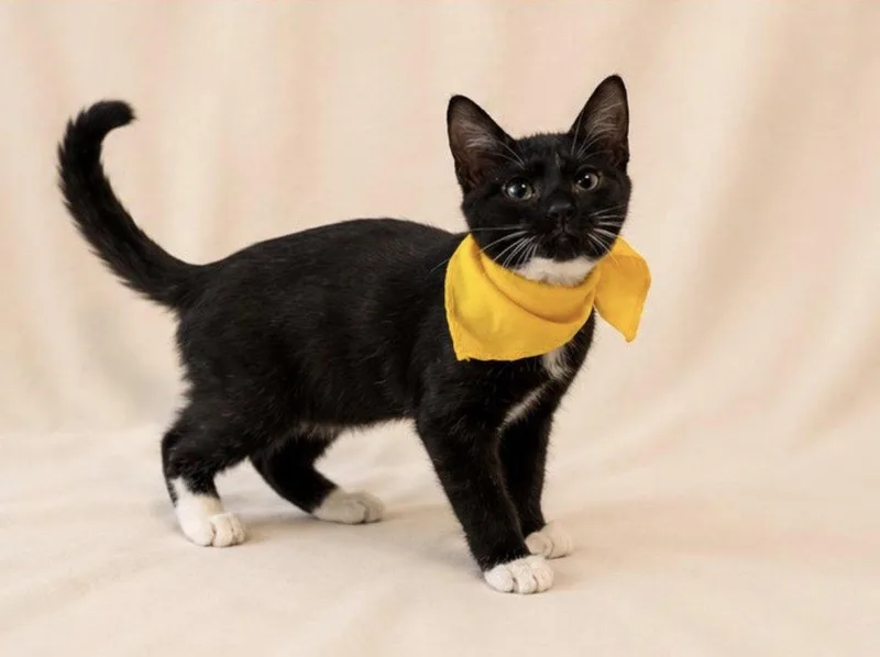 A baby medium-sized male Tuxedo cat named Tox for adoption in Margate, FL