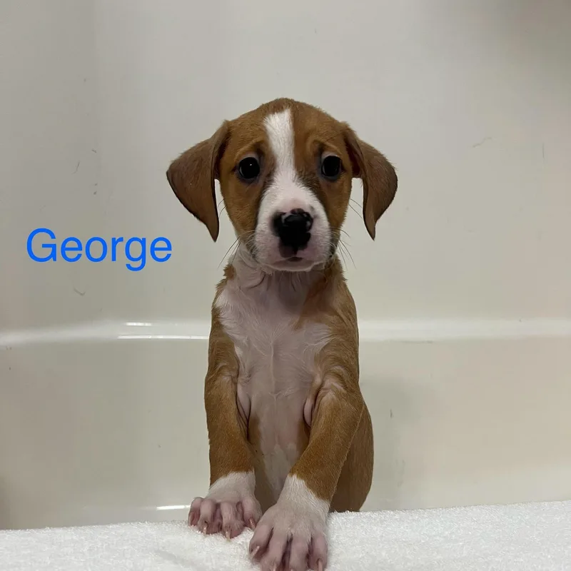 George