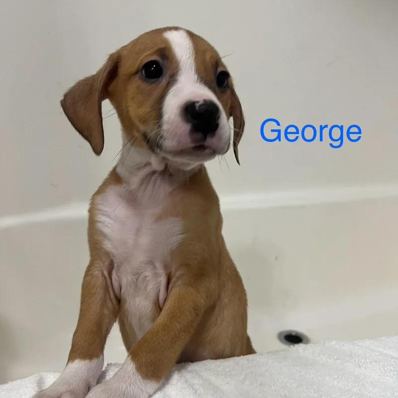 George thumbnail 2