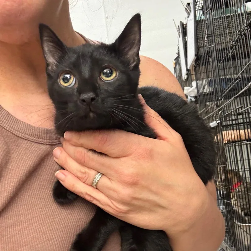 A baby small-sized female Black Domestic Short Hair cat named Caddence for adoption in Hamburg, NY