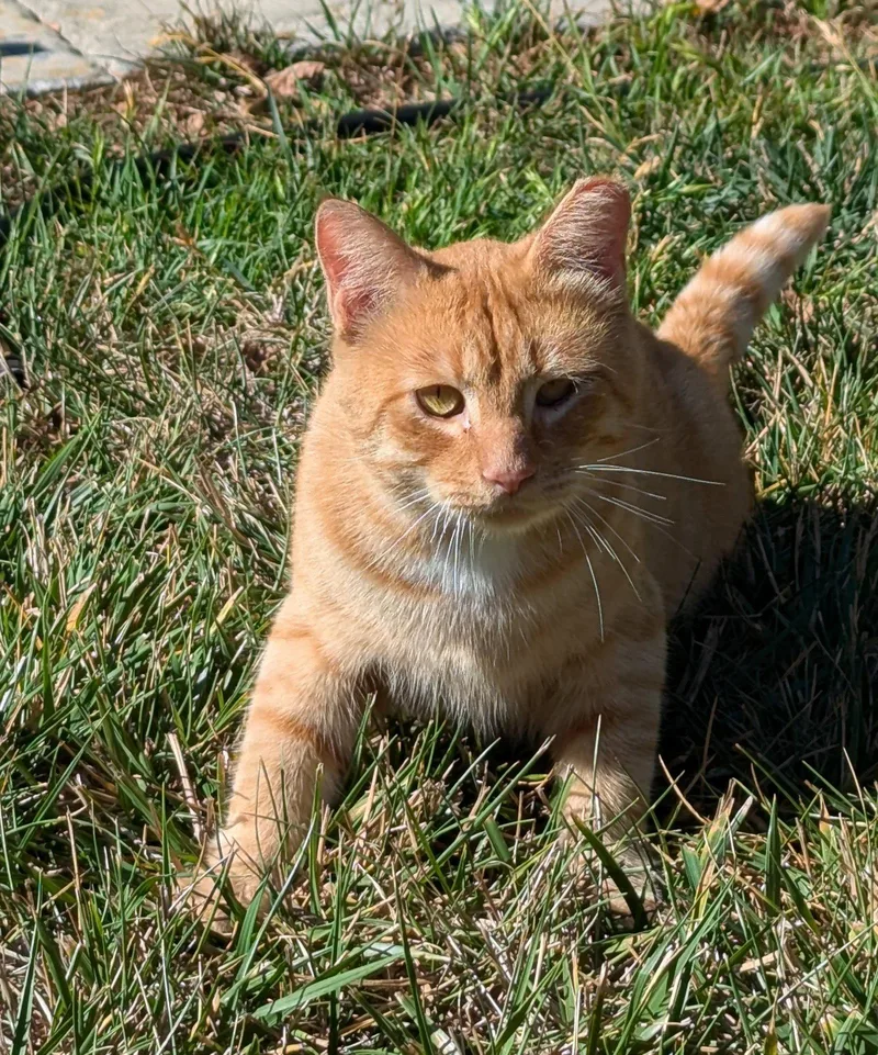 An adult medium-sized male Orange / Red Domestic Short Hair cat named Belly for adoption in San Jose, CA