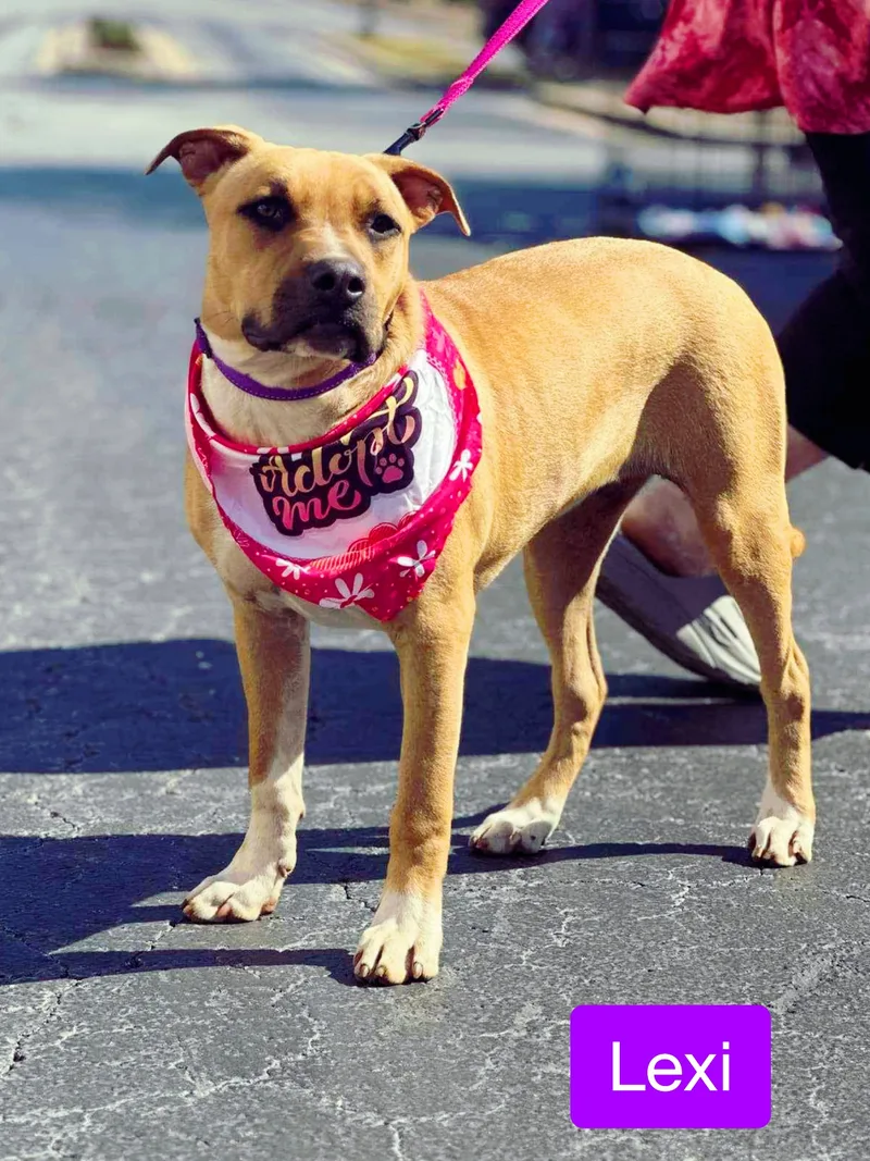 Lexi