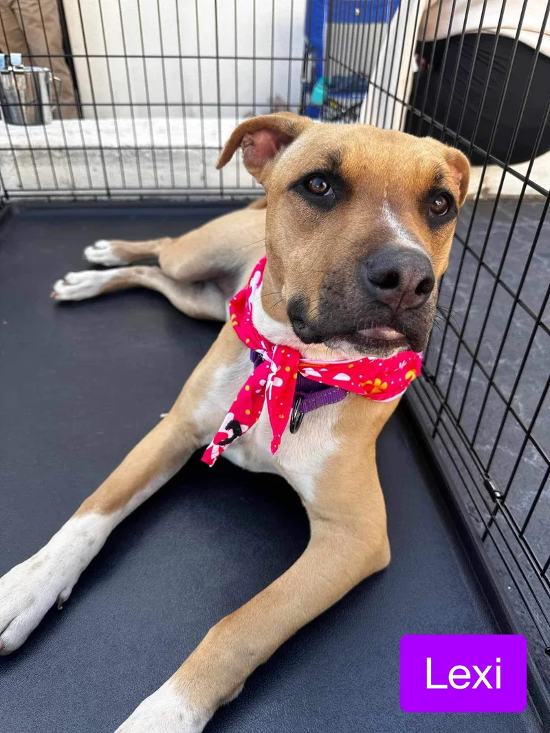 Lexi thumbnail 2