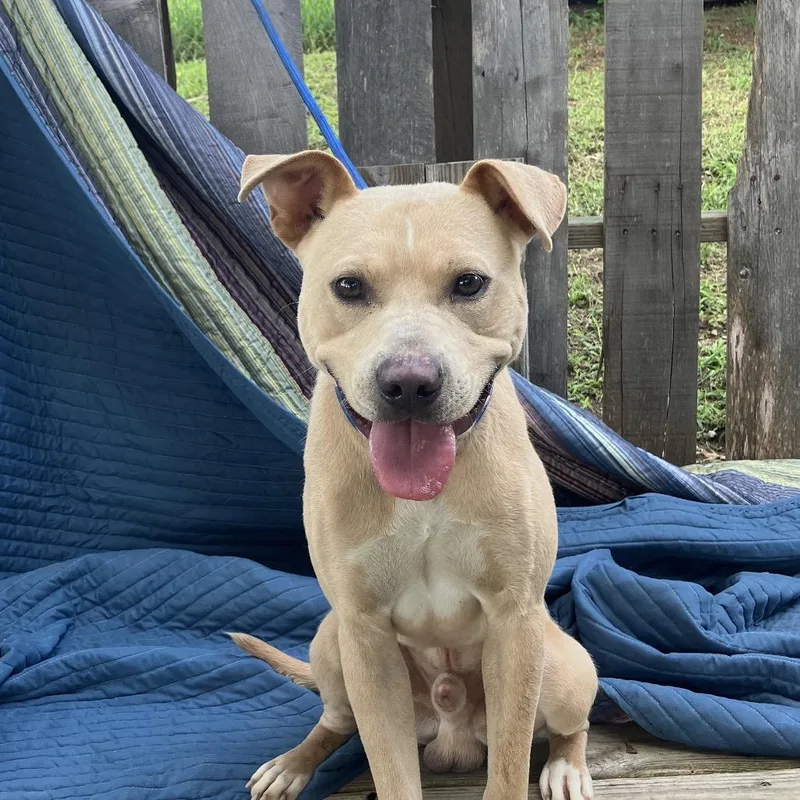 A young medium-sized male White / Cream Mixed Breed dog named Banjo for adoption in Pulaski, TN