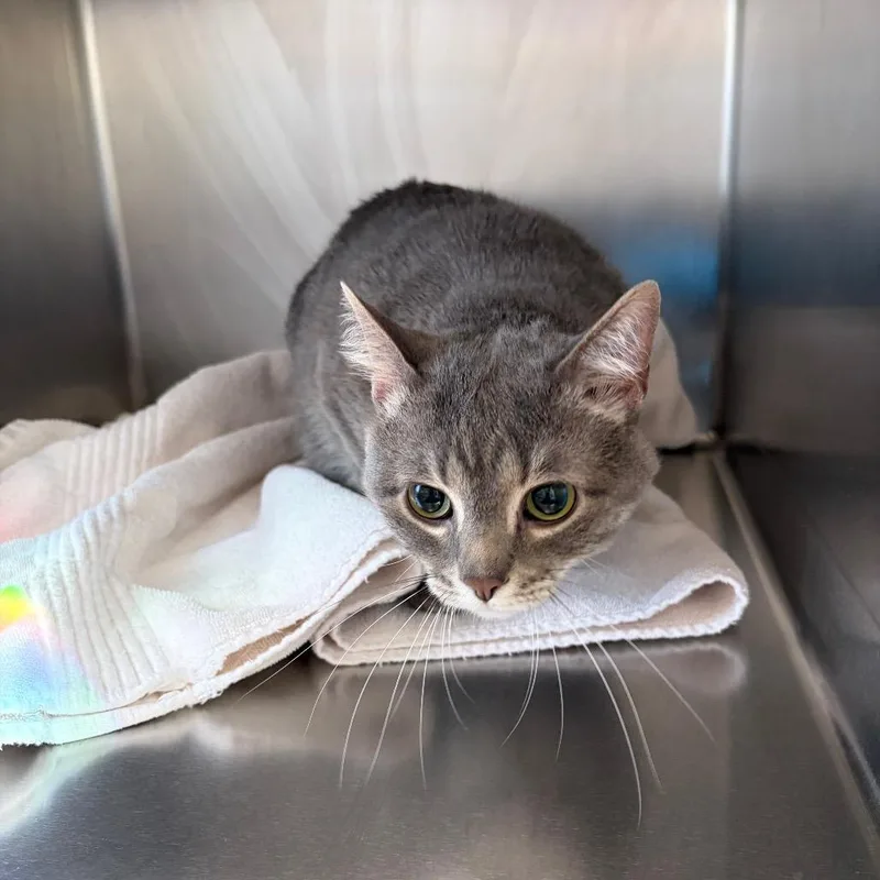 An adult large-sized male Domestic Short Hair cat named Link for adoption in Council Bluffs, IA