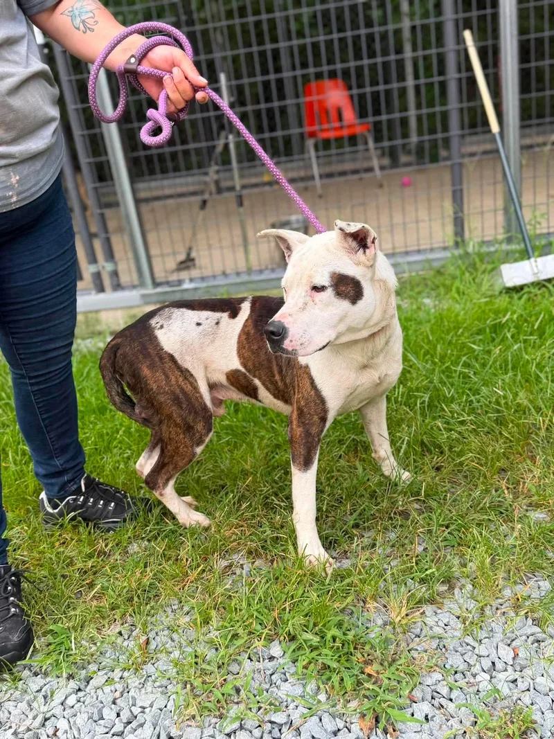 An adult medium-sized male Mixed Breed dog named Rocky for adoption in Elizabethtown, NC