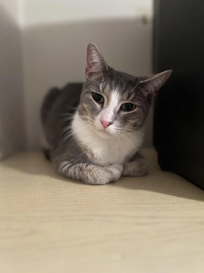 A young medium-sized male Domestic Short Hair cat named Athens  Snuggle Buddy for adoption in New York, NY