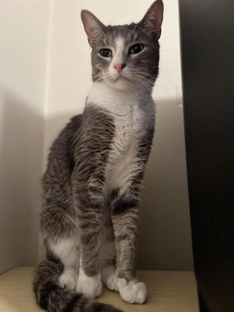 Athens  Snuggle Buddy thumbnail 2