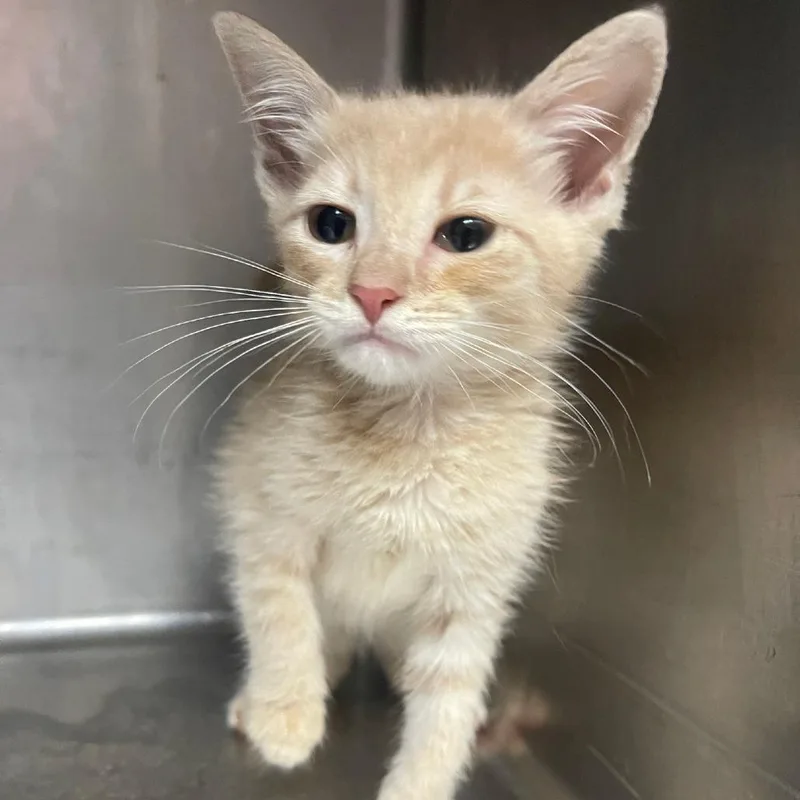 Pip