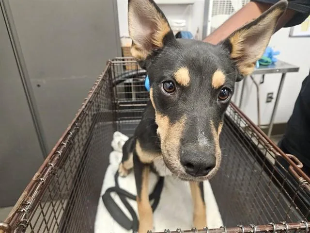 A baby small-sized male Doberman Pinscher dog named A for adoption in Tucson, AZ