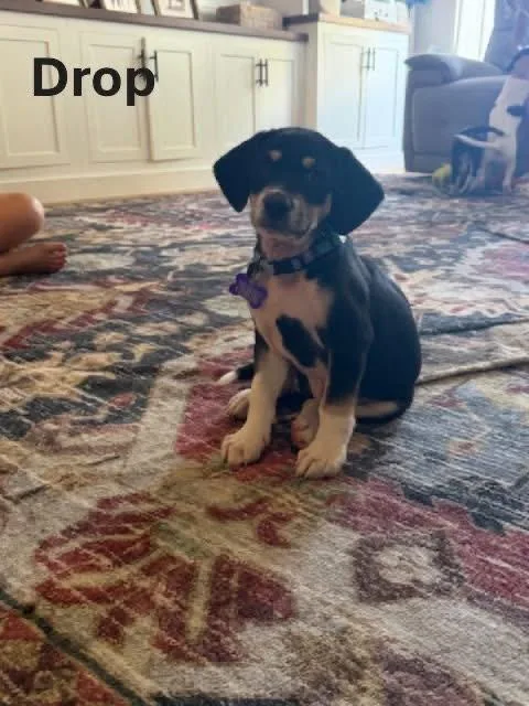 A baby medium-sized male Beagle dog named Drop for adoption in St. Louis, MO