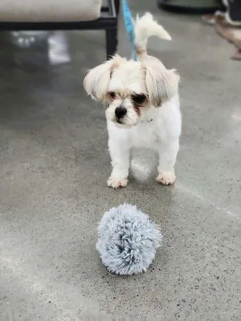 An adult small-sized female Shih Tzu dog named Bailey for adoption in Lowell, IN