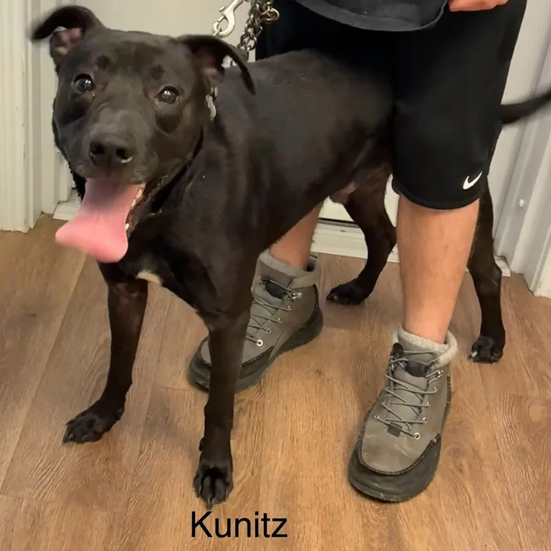 A young medium-sized male Black Labrador Retriever dog named Kunitz for adoption in Morganfield, KY