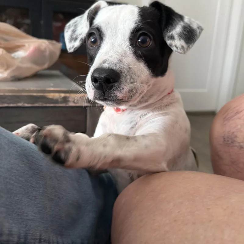 A baby small-sized female Black Dachshund dog named Louise for adoption in Houston, TX