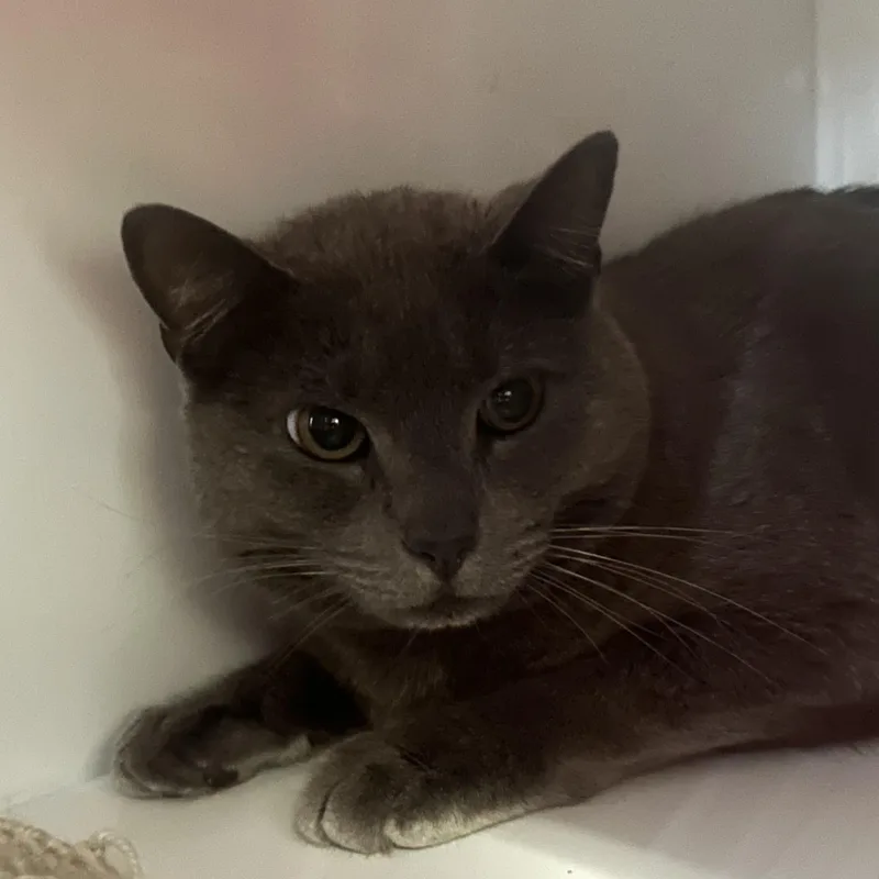 Big Grey thumbnail 2