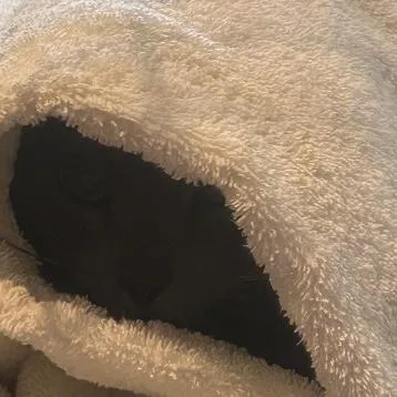 Big Grey thumbnail 3