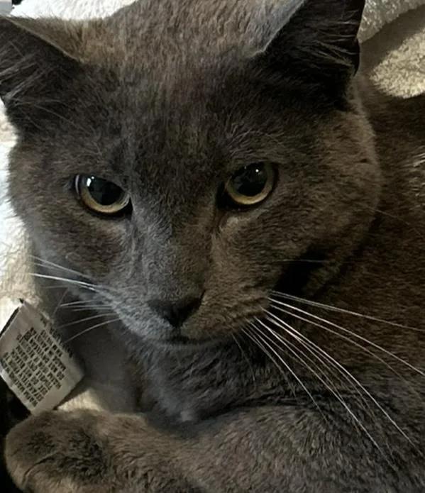An adult large-sized male Gray / Blue / Silver Domestic Short Hair cat named Big Grey for adoption in Southold, NY