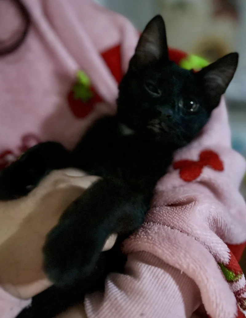 Sapphire thumbnail 2